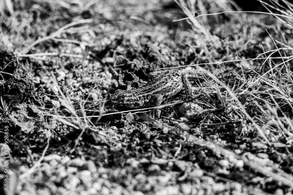 Fototapeta premium desert reptile