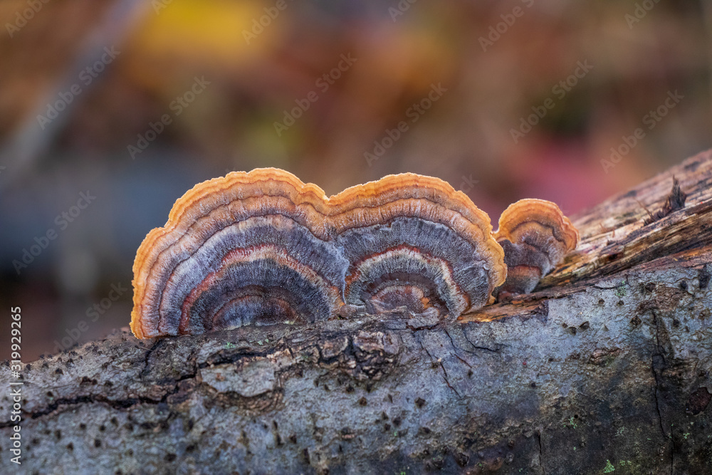 Obraz premium Turkey tail mushroom (Trametes versicolor) growing on a branch