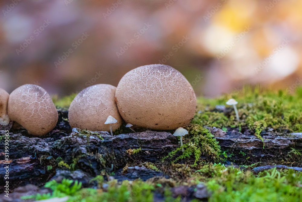 A close-up of two pear-shaped puffballs growing on a log A close-up of two pear-shaped puffballs growing on a log