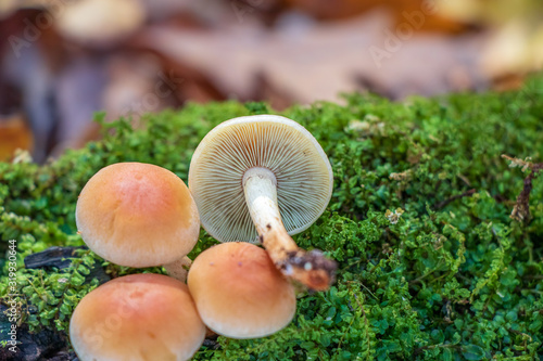 Edible brick cap mushrooms (Hypholoma sublateritium) growing in moss