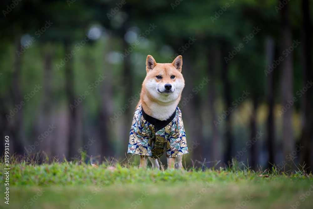 Shiba Inu in Japanese Kimono Shiba Inu in Japanese Kimono
