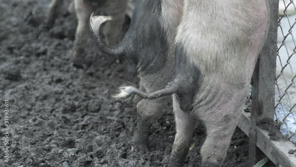 Slow motion of funny & cute curly tails of small pigs moving while they use two legs to stand. Concept picture of happy animals. Slow motion of funny & cute curly tails of small pigs moving while they use two legs to stand. Concept picture of happy animals.