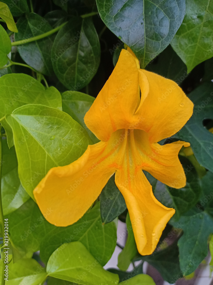 Closeup yellow flower. Flora concept. Vertical image Closeup yellow flower. Flora concept. Vertical image