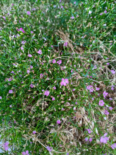 Purple grass flowers. Flora concept background.