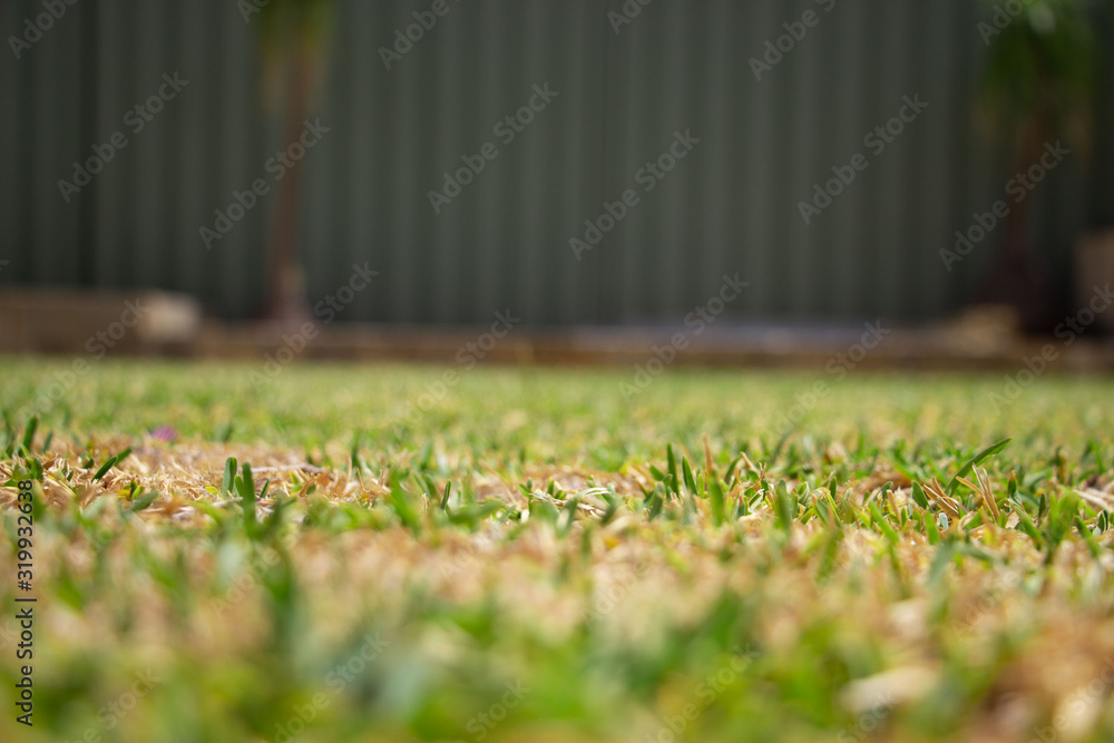 Obraz premium half dead green grass