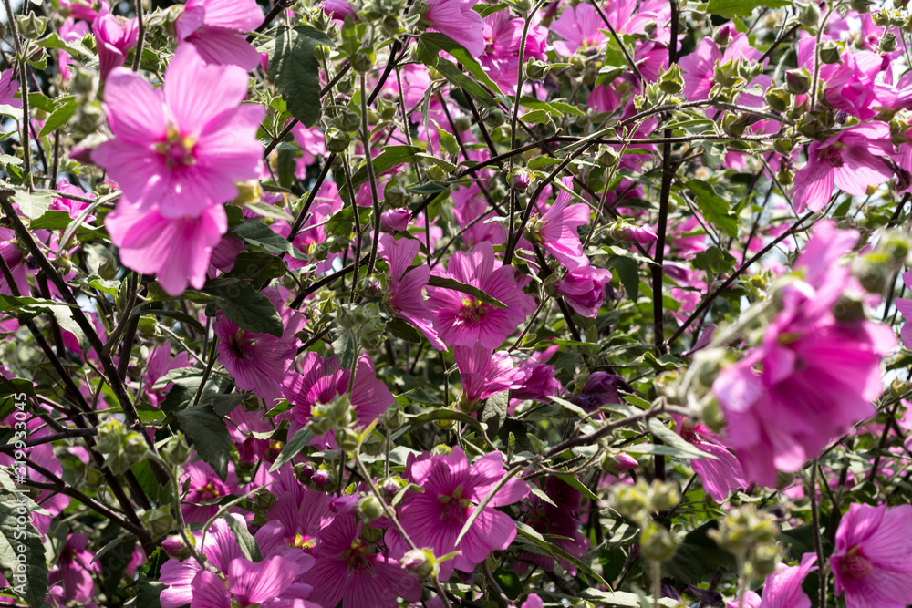 The pink home joy plant in the park The pink home joy plant in the park