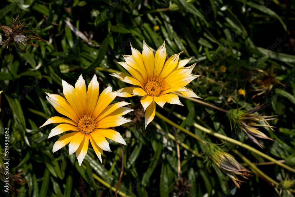 Yellow daisy with white tips between the bushes in the park Yellow daisy with white tips between the bushes in the park