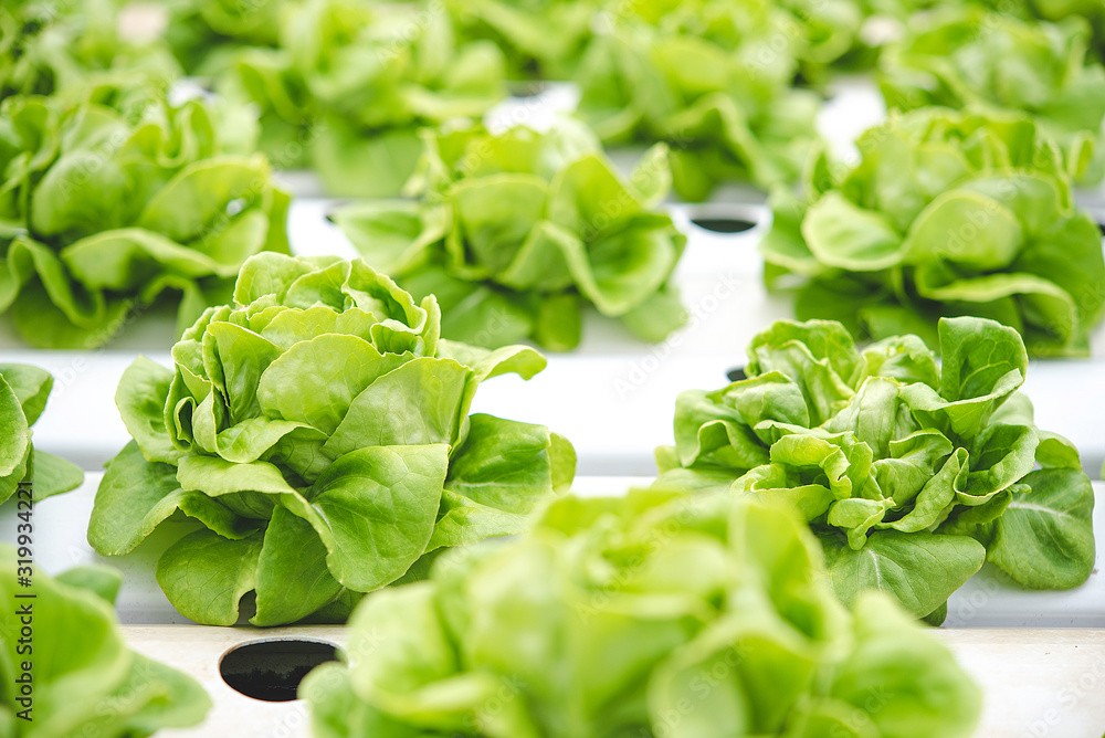 Group of green and fresh butterhead in organic fram good for making salad. Healthy, diet and clean food concept. Group of green and fresh butterhead in organic fram good for making salad. Healthy, diet and clean food concept.