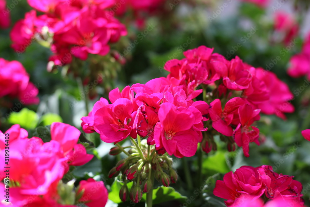 Flores Flores