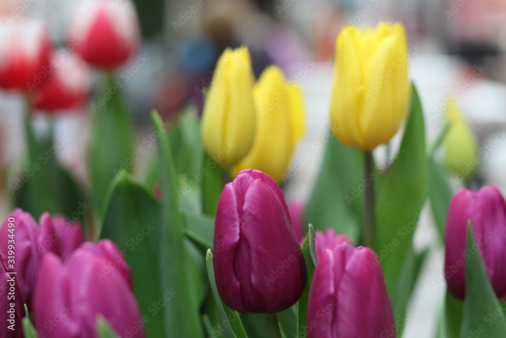 Fototapeta premium Tulipan