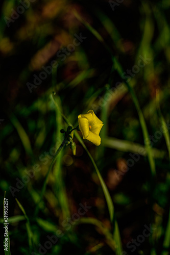 Small Yellow Flower Close Up 