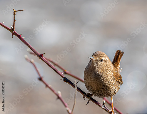Winter wren