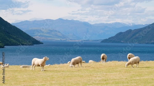 The beautiful scenery next to the lake with the mountain view. A flock of sheep grazing on a yellow meadow.