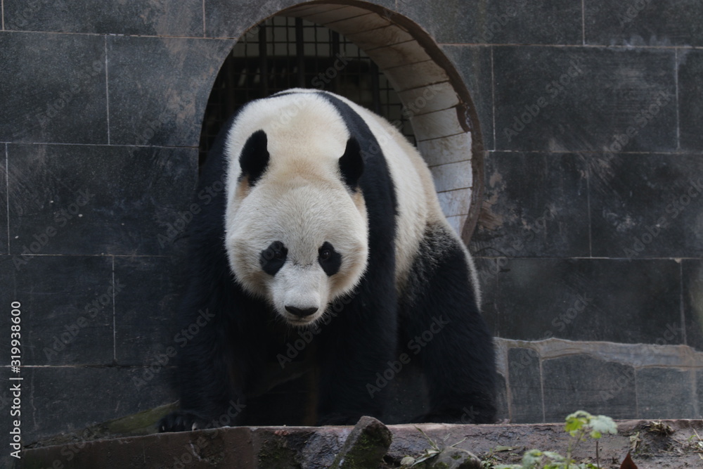 Fototapeta premium American Born Female Panda, Bei Bei, is Eating Bamboo Leaves