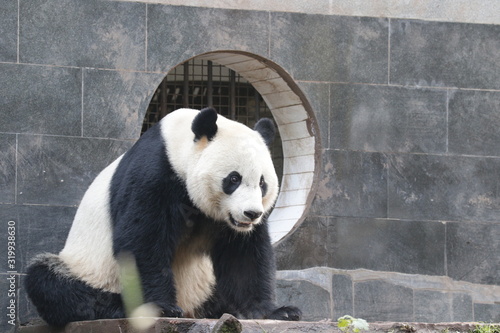 American Born Female Panda  Bei Bei  is Eating Bamboo Leaves