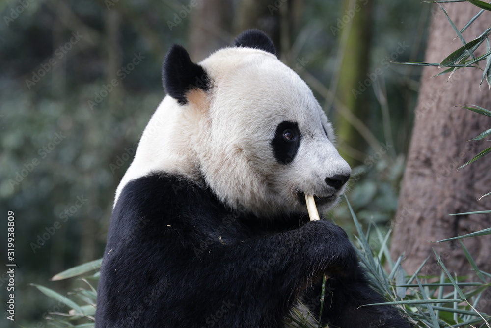 Obraz premium American Born Female Panda, Bei Bei, Bifengxia, China