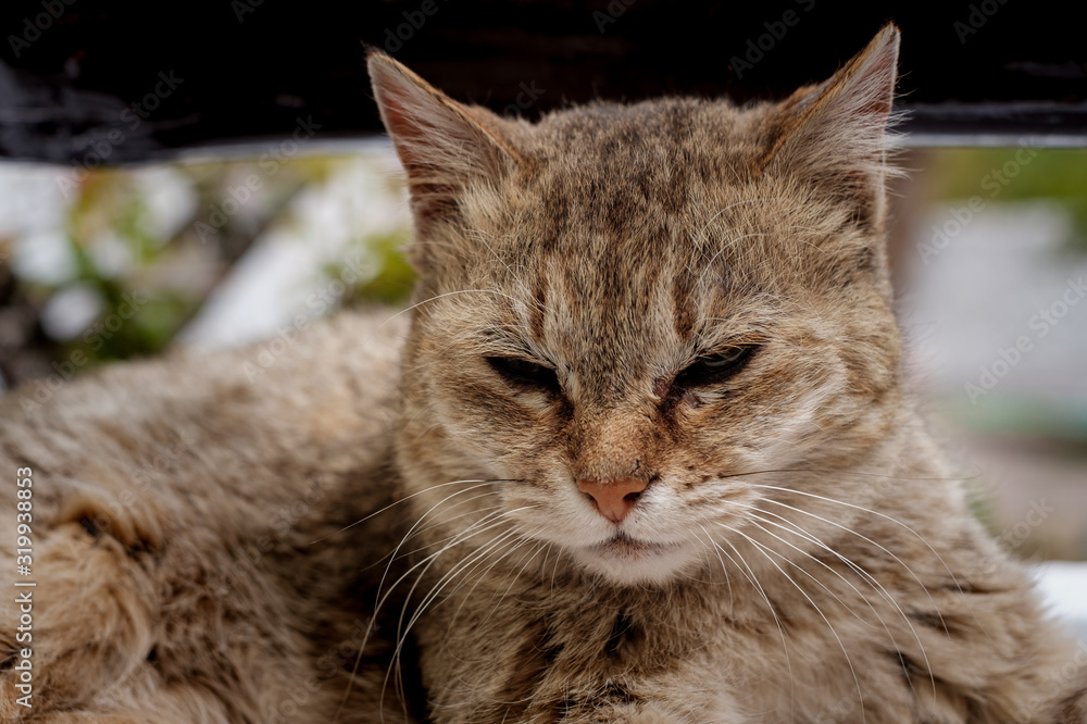 Closeup portrait of domestic cat in Alchi village