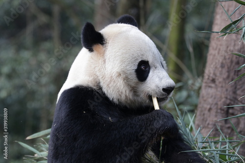 Fototapeta Naklejka Na Ścianę i Meble -  American Born Female Panda, Bei Bei, Bifengxia, China