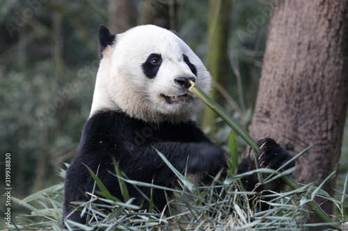 American Born Female Panda  Bei Bei  Bifengxia  China