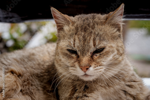 Closeup portrait of domestic cat in Alchi village