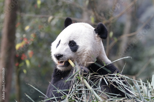 Fototapeta Naklejka Na Ścianę i Meble -  American Born Female Panda, Bei Bei, Bifengxia, China