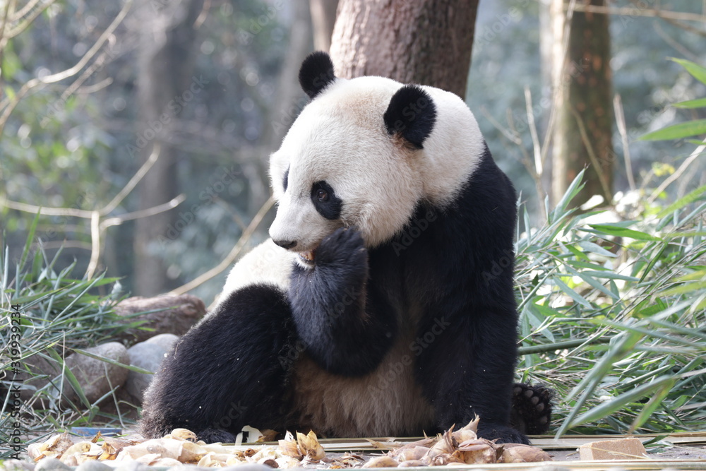 American Born Female Panda, Bei Bei, Bifengxia , China American Born Female Panda, Bei Bei, Bifengxia , China