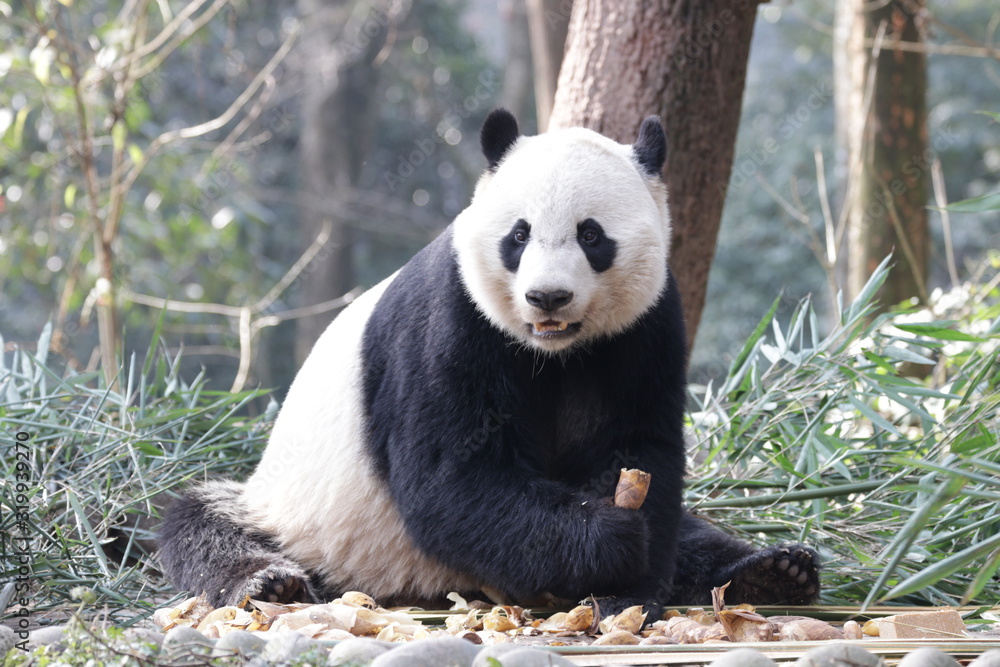 Obraz premium American Born Female Panda, Bei Bei, is Eating Bamboo Leaves