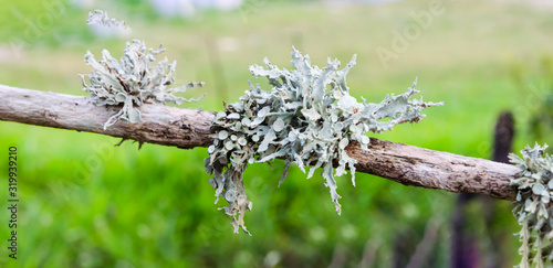 Cladonia Rangiferina Lichen On Stick © Jacquelin