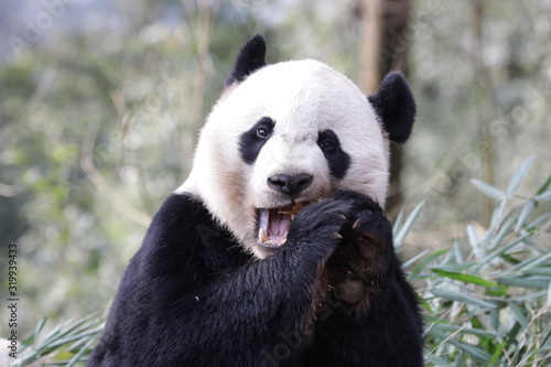 American Born female Panda  Bei Bei  Bifengxia  China