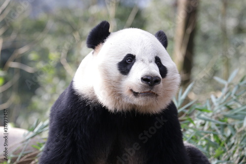 American Born Panda, Bei Bei, Bifengxia, China © foreverhappy