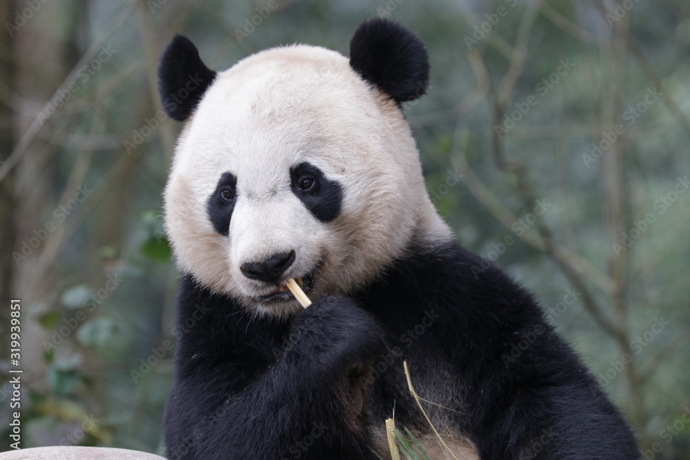 Obraz premium American Born Panda, Bei Bei, is Enjoying eating bamboo, China