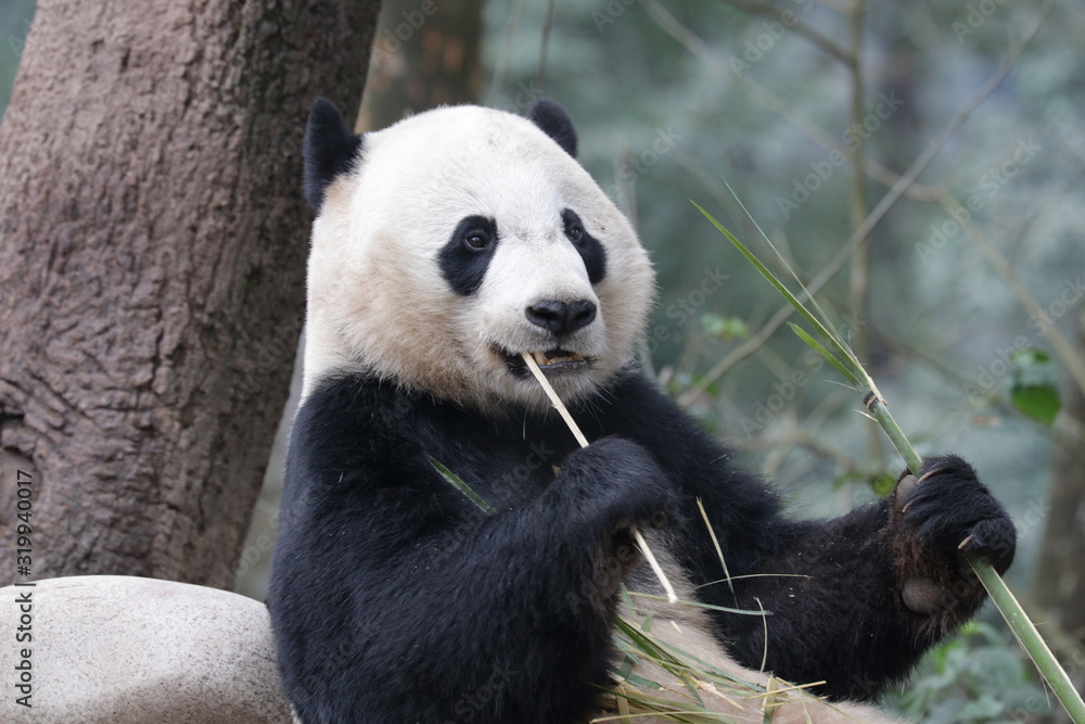Obraz premium Close up American Born Female Panda, Bei bei, Bifengxia, China