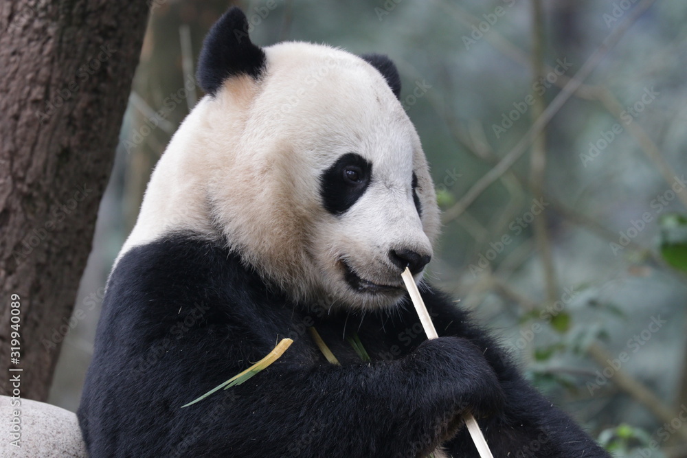 Obraz premium Close up American Born Female Panda, Bei bei, Bifengxia, China
