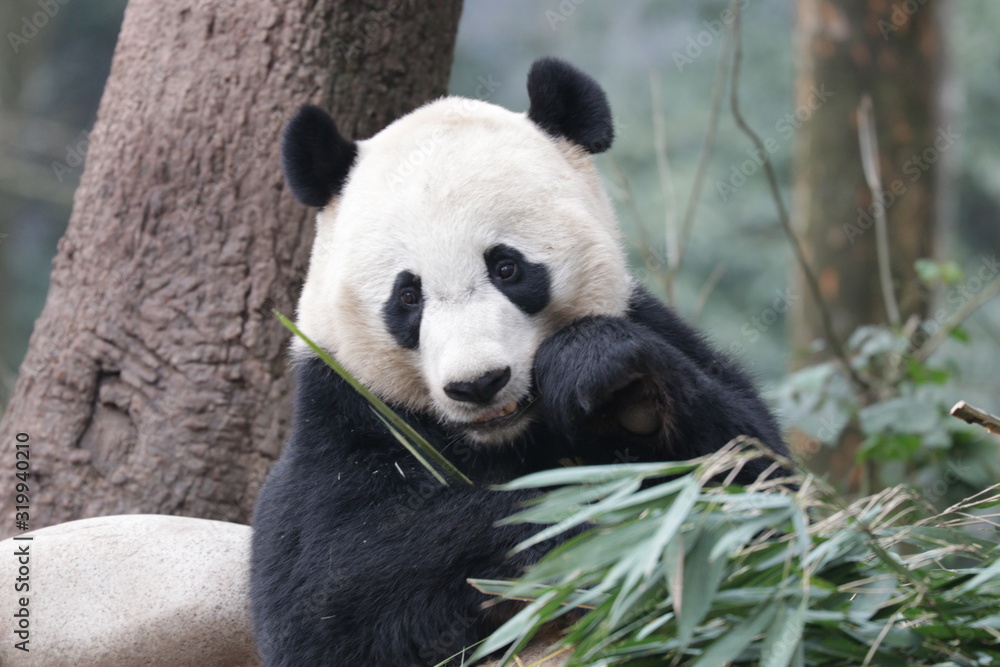 Fototapeta premium American Born Male Panda, Tai Shan, Panda Paradise, china