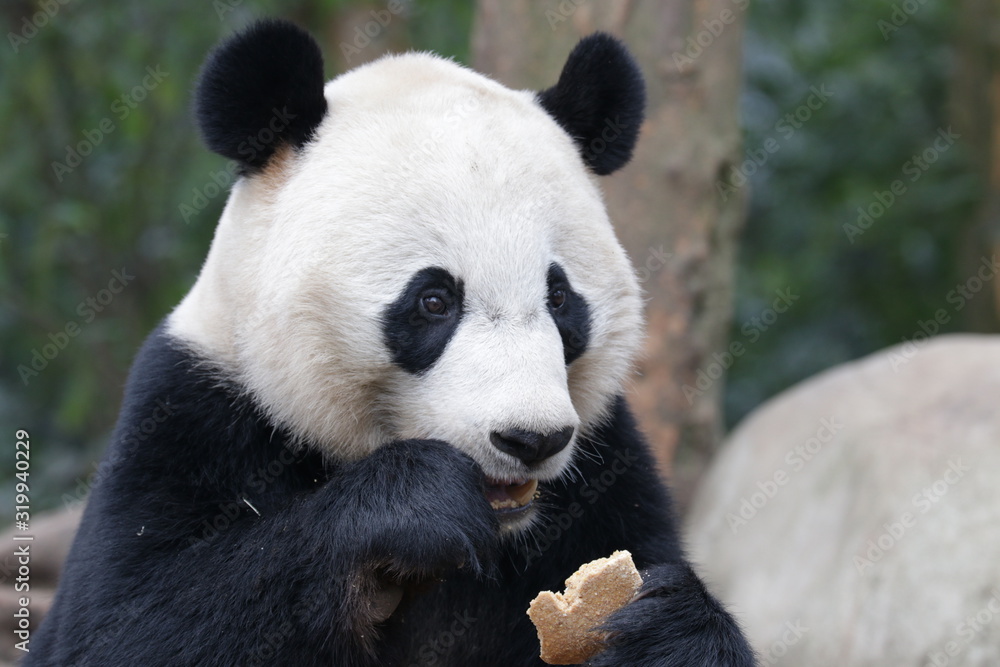 American Born Female Panda, Bei Bie, China