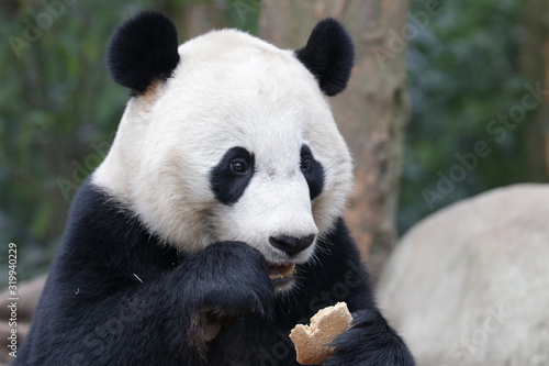 American Born Female Panda, Bei Bie, China © foreverhappy