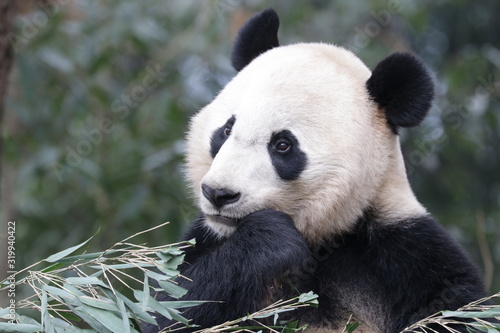 American Born Panda  Bei Bei  Bifengxia  China