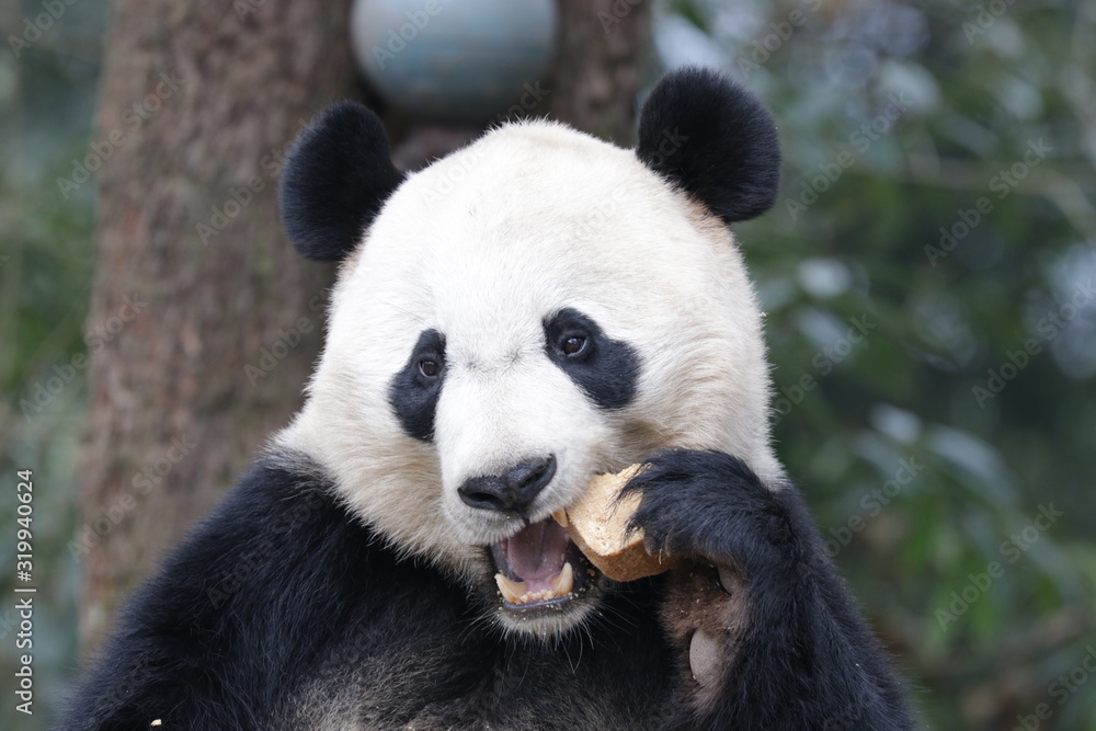 American Born Panda, Bei Bei, Bifengxia, China American Born Panda, Bei Bei, Bifengxia, China