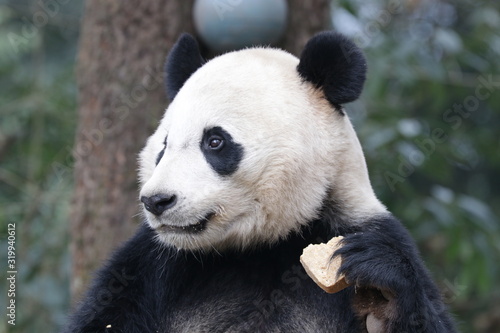 American Born Panda  Bei Bei  Bifengxia  China