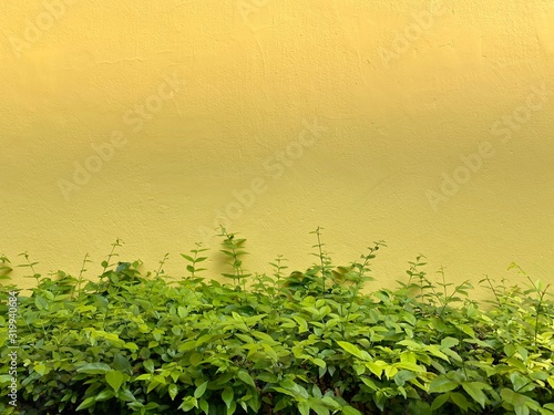 Abstract nature pattern of tropical summer plant on new yellow concrete cement surface texture background