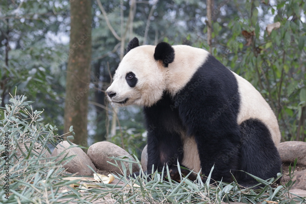 American Born Female Panda, Bei Bei, Bifengxia, China American Born Female Panda, Bei Bei, Bifengxia, China
