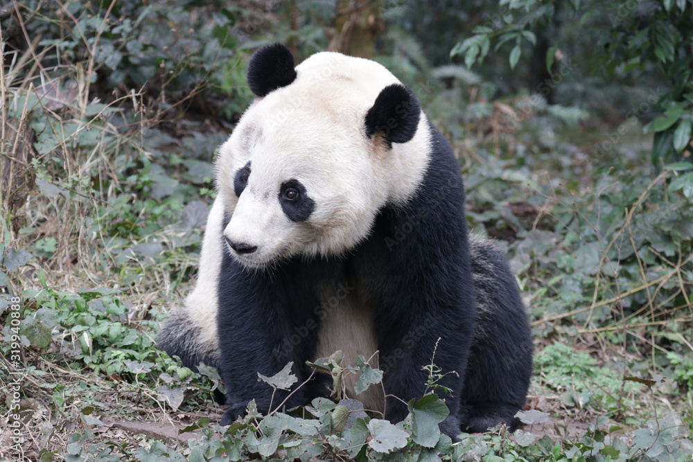American Born Female Panda, Bei Bei, Bifengxia, China American Born Female Panda, Bei Bei, Bifengxia, China