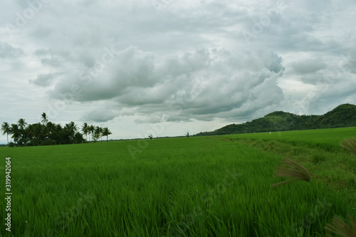rice fields near the green mountains © adehan