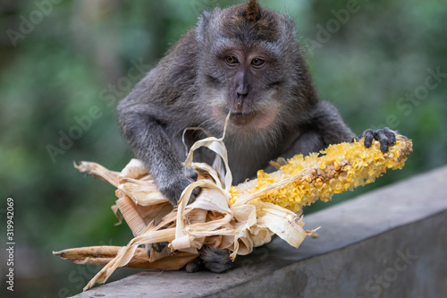 Valokuva Monkey eats korn in Bali Indonesia