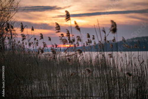 Fototapeta Naklejka Na Ścianę i Meble -  Colorful evening and sunset over a lake, winter in Masuria Lake District. Swamps overgrown with reeds. Poland