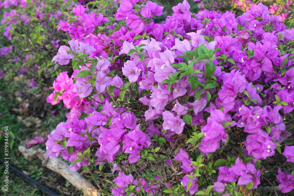 Fuengfah flower in the garden