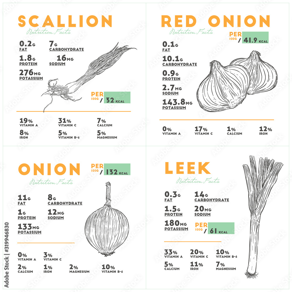 Nutrition facts of Red and yello onion, scallion and leek. Hand draw