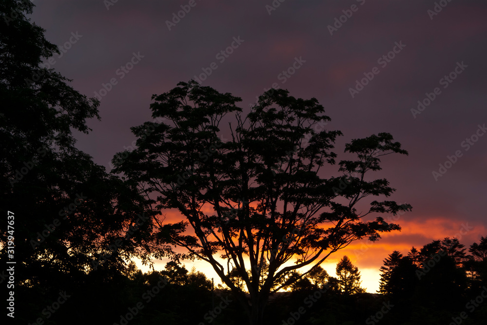 真っ赤な夕焼けと木のシルエット