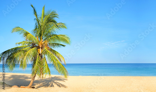 Fototapeta Naklejka Na Ścianę i Meble -  tropical palm tree on sandy beach, sea and blue sky. Beautiful view from sandy sea coast. Summer travel, adventure and sea trip vacation concept. copy space.