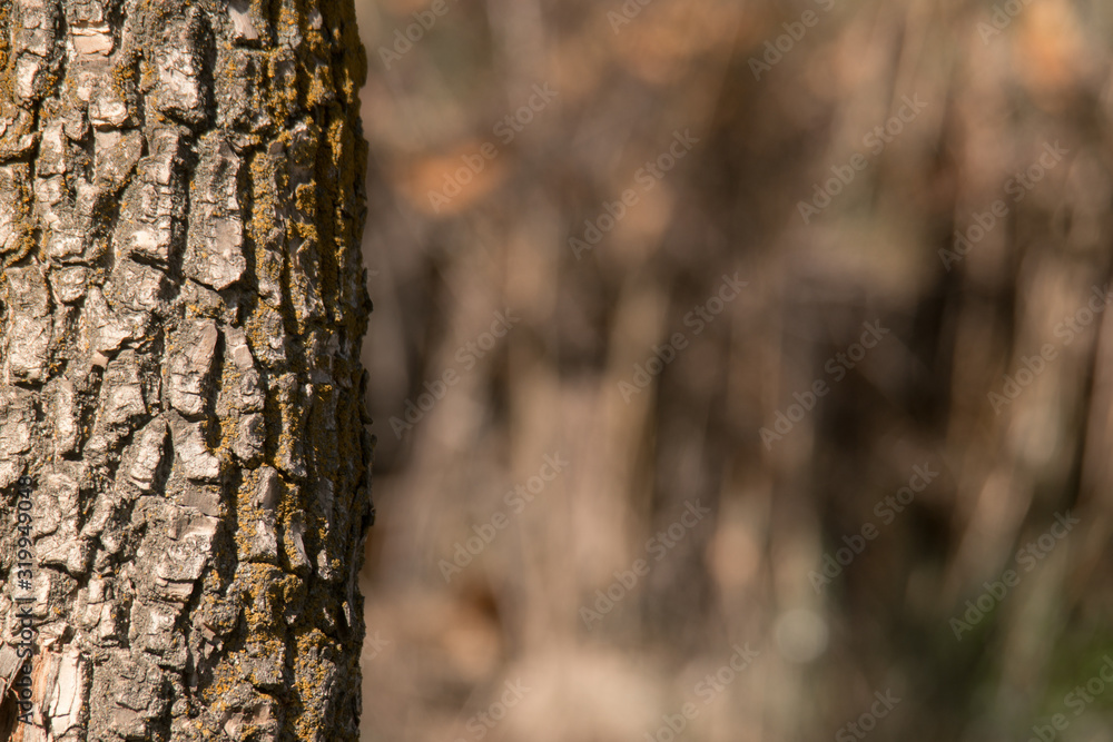 Trunk of a tree against the blur background Trunk of a tree against the blur background